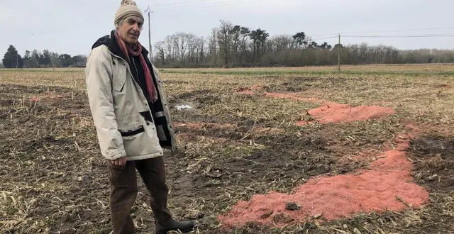 photo  beaufort-en-anjou, le 19 février 2025. denis benoit, un habitant de gée, a eu la mauvaise surprise de découvrir un dépôt sauvage de semences enrobées de pesticides dans un champ au lieu-dit l’aube-basseteau. il estime qu’une centaine de kg de semences traitées ont été abandonnées.  &copy;  co – christophe ricci 