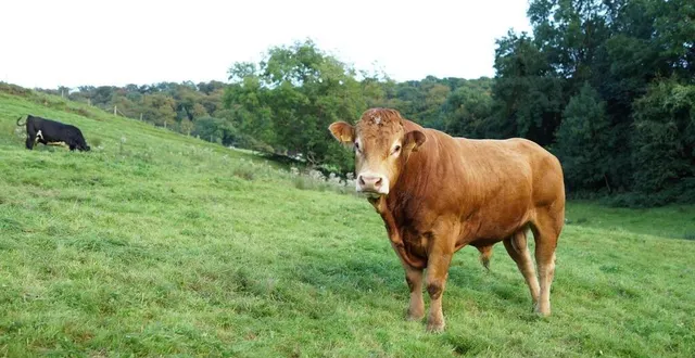 photo  un taurillon de race limousine s’est enfui de son champ, mercredi 19 février.  &copy;  getty images/istockphoto 