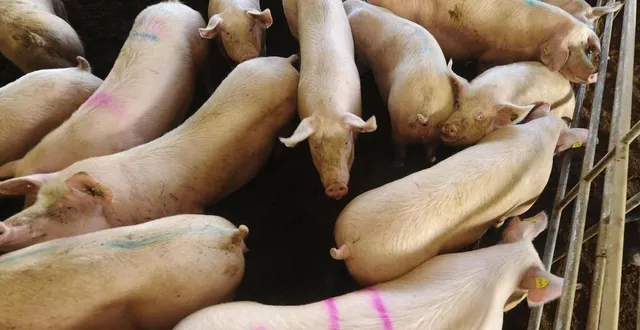 photo  l’élevage porcin sarthois épinglé par l214 est situé à maigné.  &copy;  archives le maine libre - hervé petitbon 