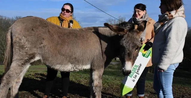 photo  la ferme aux ânesses vient d’intégrer le réseau bienvenue à la ferme.  &copy;  co – justine brichard 