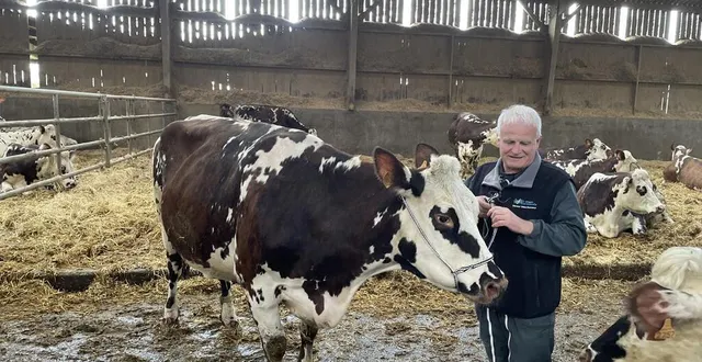 photo  oreillette, l’égérie du salon de l’agriculture 2024 est devenue une star locale.  &copy;  ouest-france 