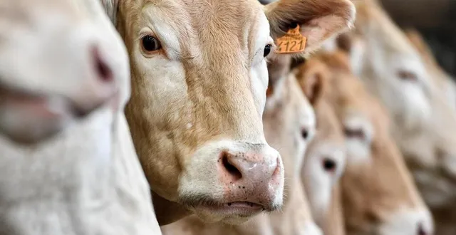 photo  les services de l’état, la gendarmerie et l’association oaba ont découvert dans la ferme dix-sept cadavres de bovins. les autres animaux étaient dans un état de dénutrition grave (photo d’illustration).  &copy;  archives guillaume saligot / ouest-france 