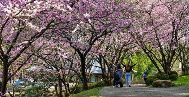 photo  hanami signifie littéralement « regarder les fleurs », en l’occurrence celles des cerisiers japonais, ou sakura.  &copy;  mehdi media 