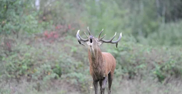 photo  un cerf a été « massacré au couteau » par des chasseurs, dans le jardin de la mère du réalisateur luc besson, à cisai-saint-aubin, dans l’orne. le cinéaste va porter plainte (photo d’illustration).  &copy;  archives ouest-france 