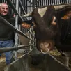 photo notre-dame-du-pé, lundi 17 février 2025. pour la vingtième fois, pierre cherré emmènera des bêtes au concours général du salon de l’agriculture, à paris. un moment à part, mélange d’intense stress et de grand plaisir.