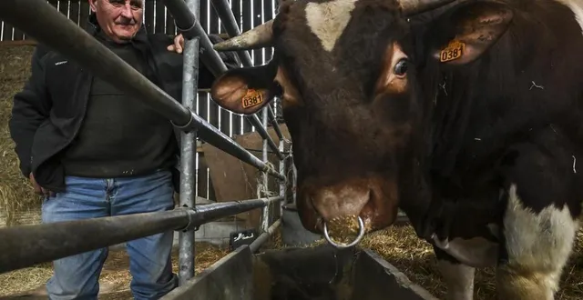 photo  notre-dame-du-pé, lundi 17 février 2025. pour la vingtième fois, pierre cherré emmènera des bêtes au concours général du salon de l’agriculture, à paris. un moment à part, mélange d’intense stress et de grand plaisir.  &copy;  le maine libre - denis lambert 