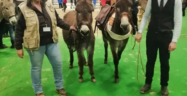 photo  sylvie cheyrezy et julian bergeon encadrent laurette du val d’elle et léonidas du val d’elle, au salon de l’agriculture 2025.  &copy;  cven. 