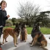 photo  fabienne plaetevoet possède des tervueren depuis douze ans. 