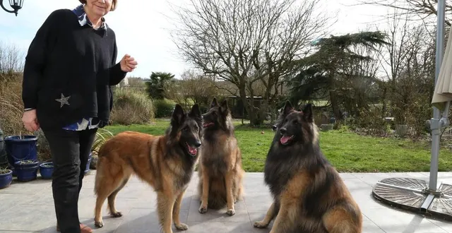photo  fabienne plaetevoet possède des tervueren depuis douze ans.  &copy;  ouest-france 