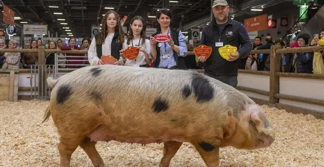 photo  avec leurs filles, jérôme et isabelle lepoivre, éleveurs à mortagne-au-perche (orne). la truie orphée, 7 ans, est la grande championne de la race.  &copy;  mathieu pattier, ouest-france 