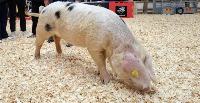 photo  vénus, truie de bayeux de l’arche de la nature du mans (sarthe), a remporté une médaille d’or au salon de l’agriculture de paris 2025.  &copy;  facebook / arche de la nature 