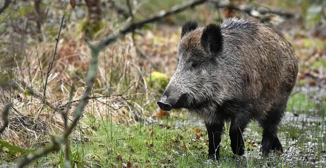 photo  il était reproché aux chasseurs de ne pas avoir sonné la fin de la chasse quand les chiens ont poursuivi le sanglier chez le voisin (photo d’illustration).  &copy;  archives thierry creux / ouest-france 