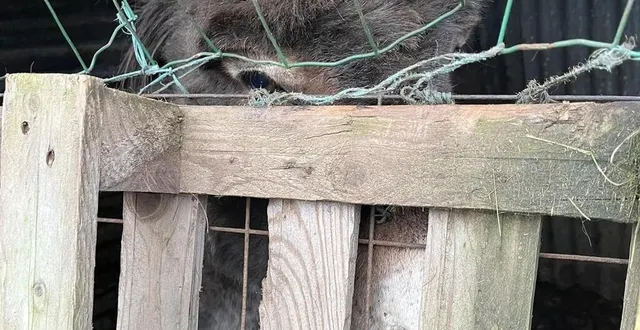 photo  dimanche 23 février, les bénévoles de l’association un espoir pour les sans voix ont découvert une cinquantaine d’animaux à l’abandon dans l’orne.  &copy;  un espoir pour les sans voix 