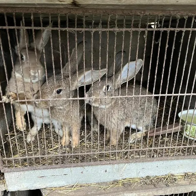 photo les bénévoles de l’association un espoir pour les sans voix ont lancé une cagnotte pour la prise en charge des soins pour la cinquantaine d’animaux retrouvés à l’abandon dans l’orne.  ©  un espoir pour les sans voix