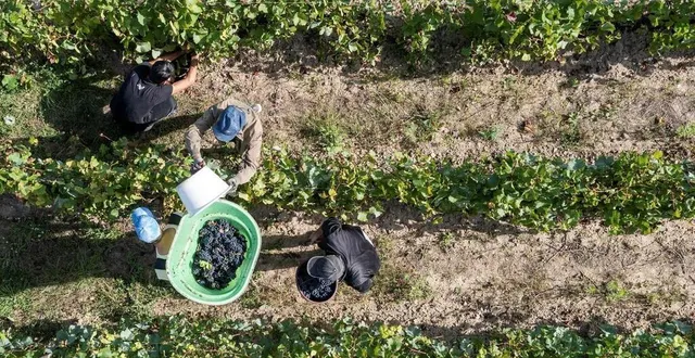 photo  rien que dans le domaine de la viticulture, il manque 300 à 350 emplois permanents en maine-et-loire.  &copy;  franck dubray / ouest france 