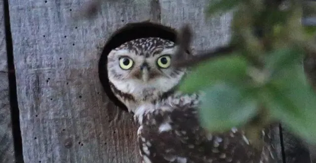 photo  observation d’une chouette, par les bénévoles de la lpo.  &copy;  agnès de bellegarde 