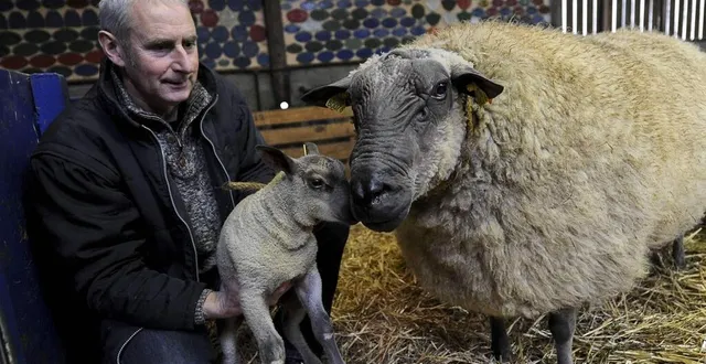 photo  didier juigné a encore raflé quatre médailles à paris, dont trois en or.  &copy;  archives le maine libre denis lambert 