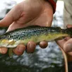 photo  une journée truite est organisée à auvers-le-hamon samedi 1er mars. 