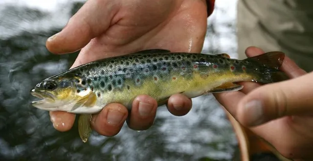 photo  une journée truite est organisée à auvers-le-hamon samedi 1er mars.  &copy;  photo d’illustration. vincent michel / archives ouest-france 