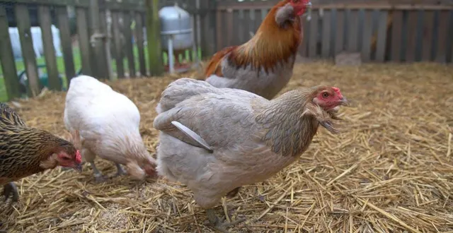 photo  le projet est en cours d’étude.  &copy;  archives le coutier de l’ouest - marie delage 