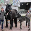 photo  guillaume et bernard teinturier sont éleveurs de chevaux percherons à montigny, dans la sarthe. 