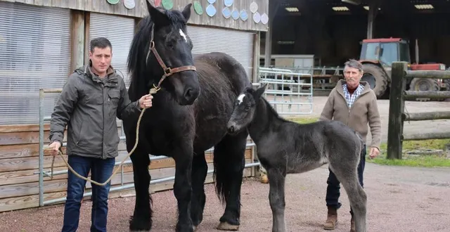 photo  guillaume et bernard teinturier sont éleveurs de chevaux percherons à montigny, dans la sarthe.  &copy;  ouest-france 