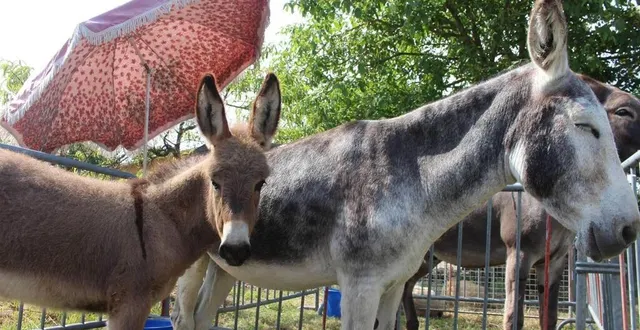 photo  au comice d’auvers, depuis cent ans, on prend bien soin des animaux présentés, comme ici kaline et son ânon, protégés du soleil lors de l’édition de 2017.  &copy;  archives le maine libre 