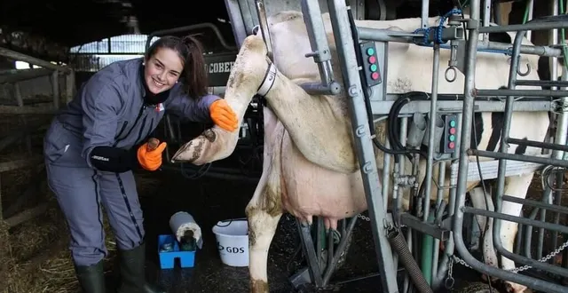 photo  sur les réseaux sociaux, perrine raymond montre son métier de pédicure pour bovins et le fonctionnement des exploitations agricoles.  &copy;  perrine raymond 