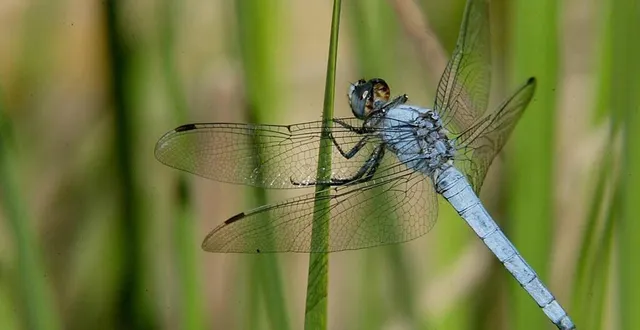 photo  les orthetrums ont particulièrement profité de la restauration de mares bocagères dans les vallées du haut-anjou.  &copy;  archives thierry creux / ouest-france 