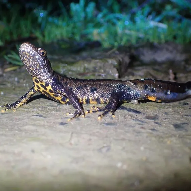photo le triton crêté a colonisé des mares desquelles il avait disparu.  ©  marie-léa travert