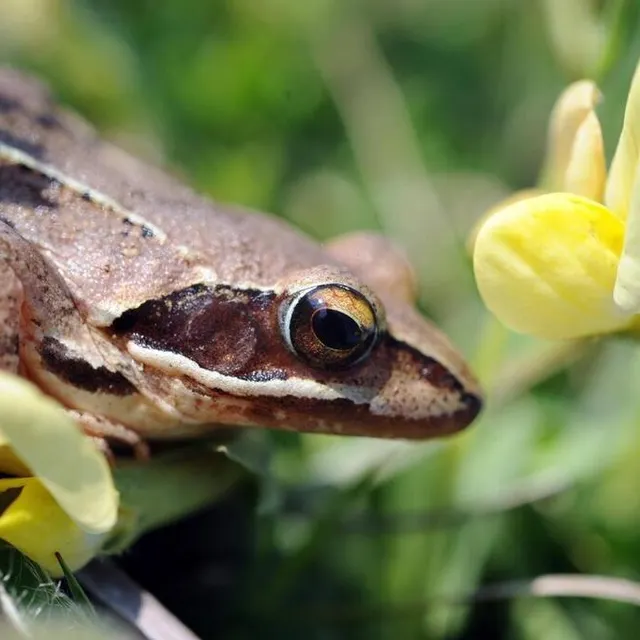 photo la grenouille agile fait partie des espèces les plus représentées dans les mares restaurées des vallées du haut-anjou.  ©  archives thierry creux / ouest-france