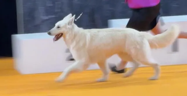 photo  selen a remporté la deuxième place du concours général agricole dans sa catégorie.  &copy;  véronique sardet 