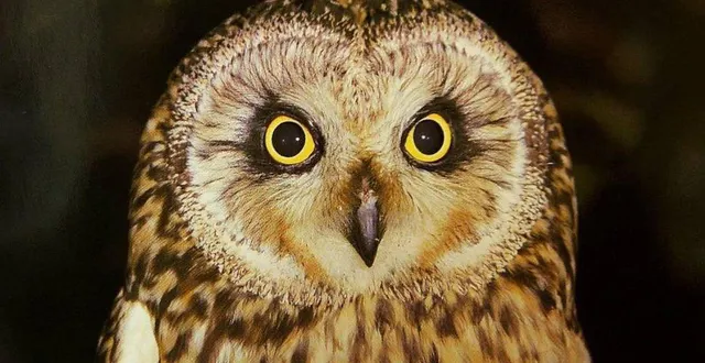 photo  la ligue de la protection des oiseaux propose une « chouette nuit » à la découverte des rapaces nocturnes à baugé.  &copy;  archives co 