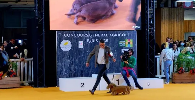 photo  nicolas bailliard et ses dachshunds (chiens à blaireau), en présentation sur le ring canin du salon.  &copy;  ouest-france 