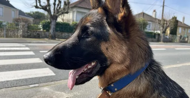 photo  au mans, est-ce qu’il est facile d’avoir un chien ? racontez-nous !  &copy;  ouest-france 
