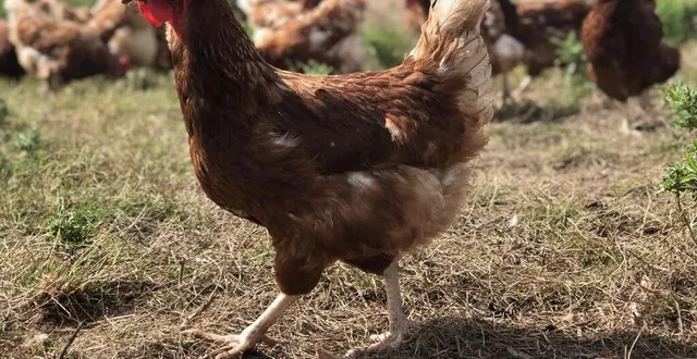 photo  un projet de poulailler de 40 000 poules pondeuses est en projet à duneau (sarthe). ce qui inquiète certains riverains.   &copy;  archives ouest-france 