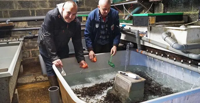photo  patrice gautier, le président (à gauche), jacques gallier, garde de l’association et sébastien quentin (absent sur la photo), un second garde, sont tous les jours présents pour élever des œufs de truite, pendant six mois.  &copy;  ouest-france 