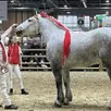 photo  mascotte d’atout, la pouliche de race percheronne, à la présentation du jury par lola (derrière), accompagnée de son papa matthias. 