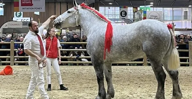 photo  mascotte d’atout, la pouliche de race percheronne, à la présentation du jury par lola (derrière), accompagnée de son papa matthias.  &copy;  lola patout 