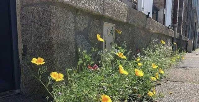 photo  le fleurissement des pieds de murs vise à embellir l’espace public.  &copy;  archives ouest-france 
