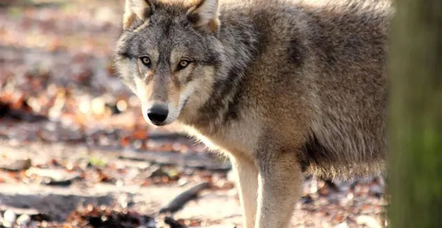 photo  le domaine de pescheray compte plus de 500 animaux, répartis dans un parc zoologique de 90 hectares.  &copy;  archives ouest-france 