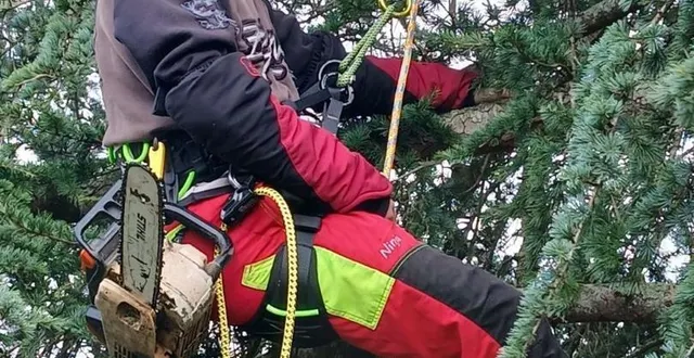 photo  aurélien barrault en action au cours d’une taille d’arbre.  &copy;  barrault élagage 