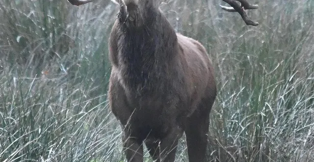 photo  dans « effets de cerfs », l’artiste affiche les photos prises en sologne, tel le brame de ce cerf.  &copy;  françois breau 