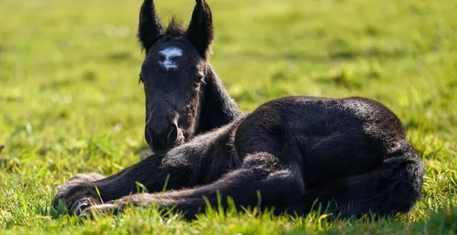 photo  un poulain percheron est né à l’arche de la nature, près du mans (sarthe) au début du mois de mars 2025.  &copy;  arche de la nature 