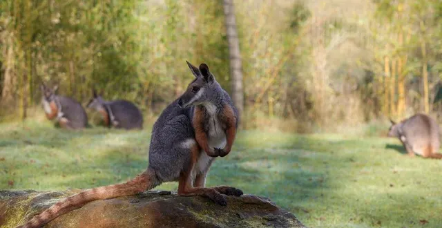 photo  en ce début du mois de mars 2025, le zoo de la flèche (sarthe) a laissé le public choisir du nom de ses nouveaux pensionnaires : quatre wallabies des rochers.  &copy;  zoo de la flèche 