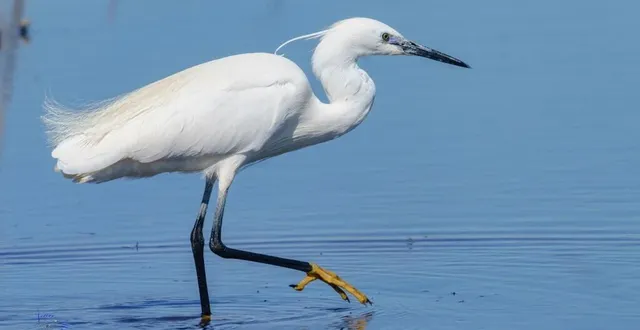 photo  un échassier de l’espace ligérien : toujours photogénique !  &copy;  jean-marc hoen 