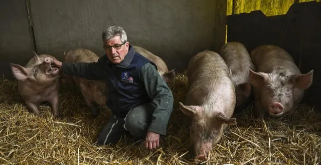 photo  saint-michel-de-chavaignes, mardi 11 mars 2025. jean-claude guilmet donne à ses porcs le temps de grossir, de l’air libre et des aliments produits sur son exploitation.  &copy;  photo : le maine libre-denis lambert 