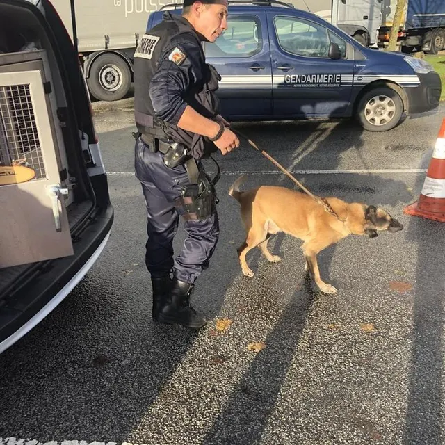 photo le groupement de gendarmerie de l’orne compte trois équipes cynophiles.  ©  archives ouest-france