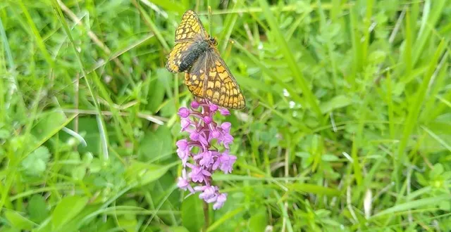 photo  deux spécimens rares à préserver : le damier de la succise s’est posé sur une orchis moucheron.  &copy;  domaine sauvage le costil 