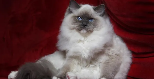 photo  houpette, femelle ragdoll.  &copy;  afr 